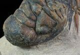 Bargain, Crotalocephalina Trilobite - Foum Zguid, Morocco #66069-4